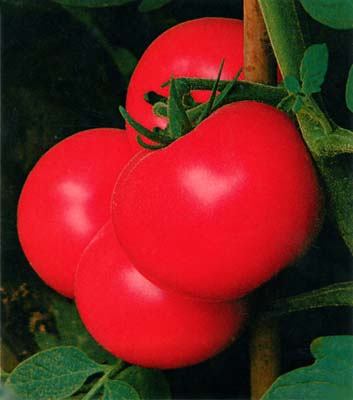 柿都夏优一号——番茄种子